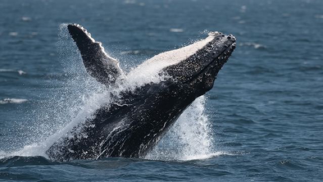 Jervis Bay Whale Watching Tour