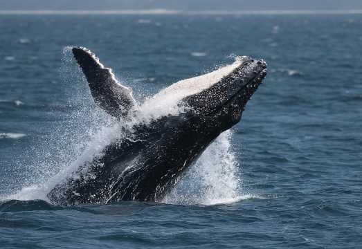 Jervis Bay Whale Watching Tour