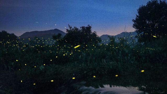 吉隆坡瓜拉雪蘭莪皇家山猴子+老鷹+螢火蟲+藍眼淚半日夜遊