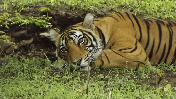 Tagesausflug zur Ranthambore-Tigersafari ab Jaipur – All-inclusive