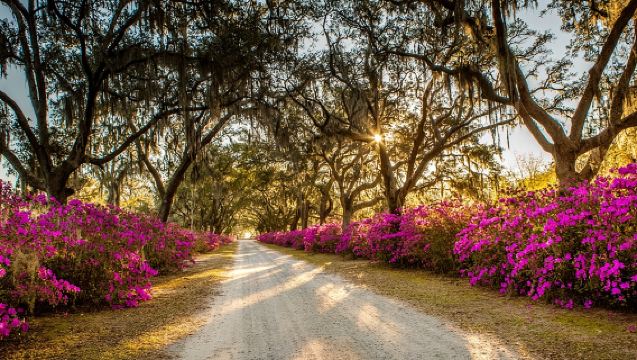 Bonaventure Cemetery & Wormsloe State Historic Site Tour