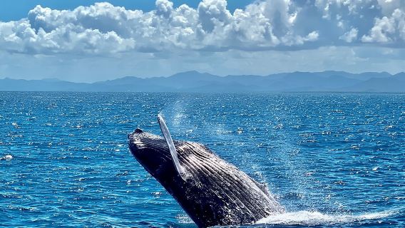 Samana Full Day Whales season baracardi island, lemon waterfall