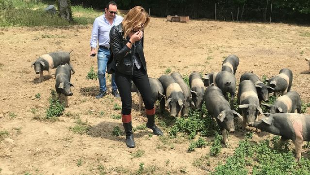 Visit to the Cinta Senese farm in Montepulciano