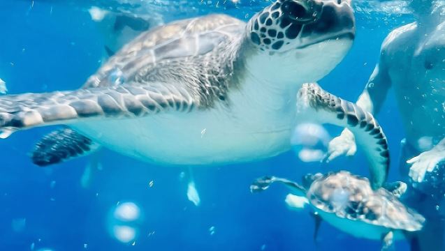 DREAM - Luxe Jacht - ENORME GLIJBAAN - BBQ-maaltijd - 1 gratis drankje