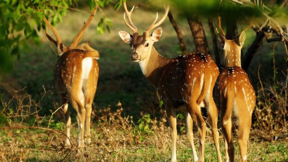 From Tangalle: All Inclusive Safari at Lunugamvehera Park