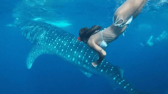 Cebu: Oslob Whale Shark and Moalboal Snorkeling Tour