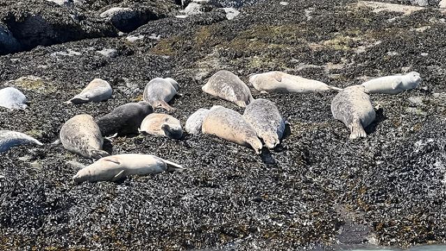 Скагуэй: приключение на океанском рафте вдоль живописного побережья.