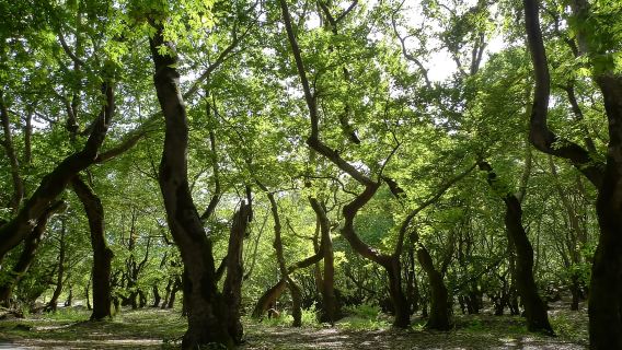 Atene: Kalavrita UNESCO Global Geopark e nuotata alla spiaggia di Pounta