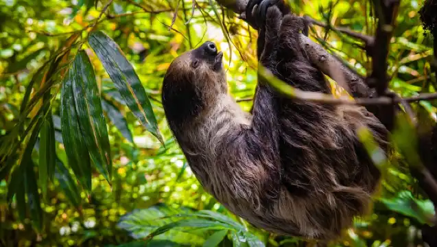 綠色星球－杜拜獨特的室內雨林