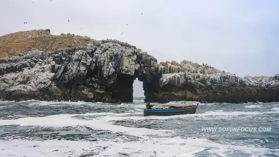 Callao: ว่ายน้ำกับสิงโตทะเล ทัวร์เรือเกาะปาโลมิโน