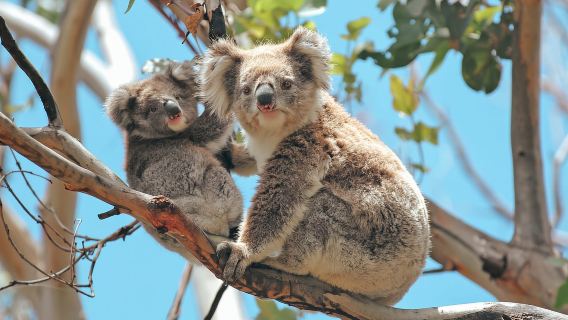 Melbourne: 12 Apostles, Otways & Great Ocean Road Day Tour