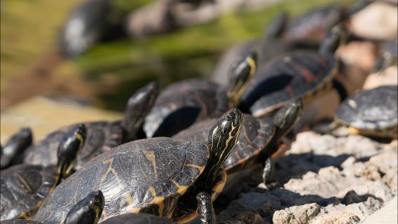 Costa d'en Blanes: biglietto d'ingresso per Marineland Maiorca