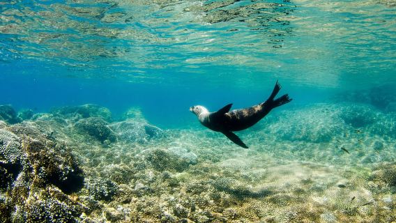 Cabo San Lucas: Expedición de snorkel en Cabo Pulmo