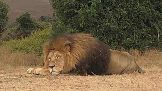 Port Elizabeth: Schotia Game Reserve Safari with Port Pickup