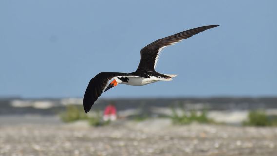 Charleston: Delfin-Kreuzfahrt auf Morris Island mit Strandgutsammeln