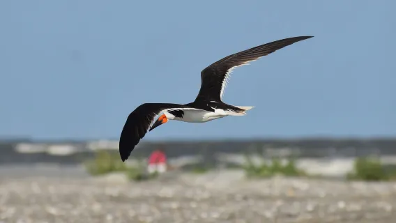 Charleston: Morris Island Dolphin Cruise with Beachcombing