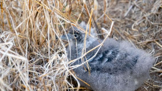 Kailua, Oahu: Guided E-Bike & Kayak Tour to Mokulua Islands