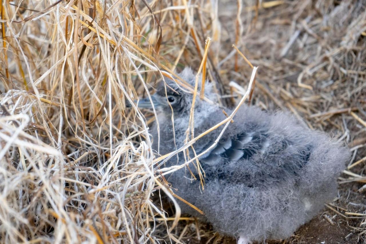 Kailua, Oahu: Guided E-Bike & Kayak Tour to Mokulua Islands