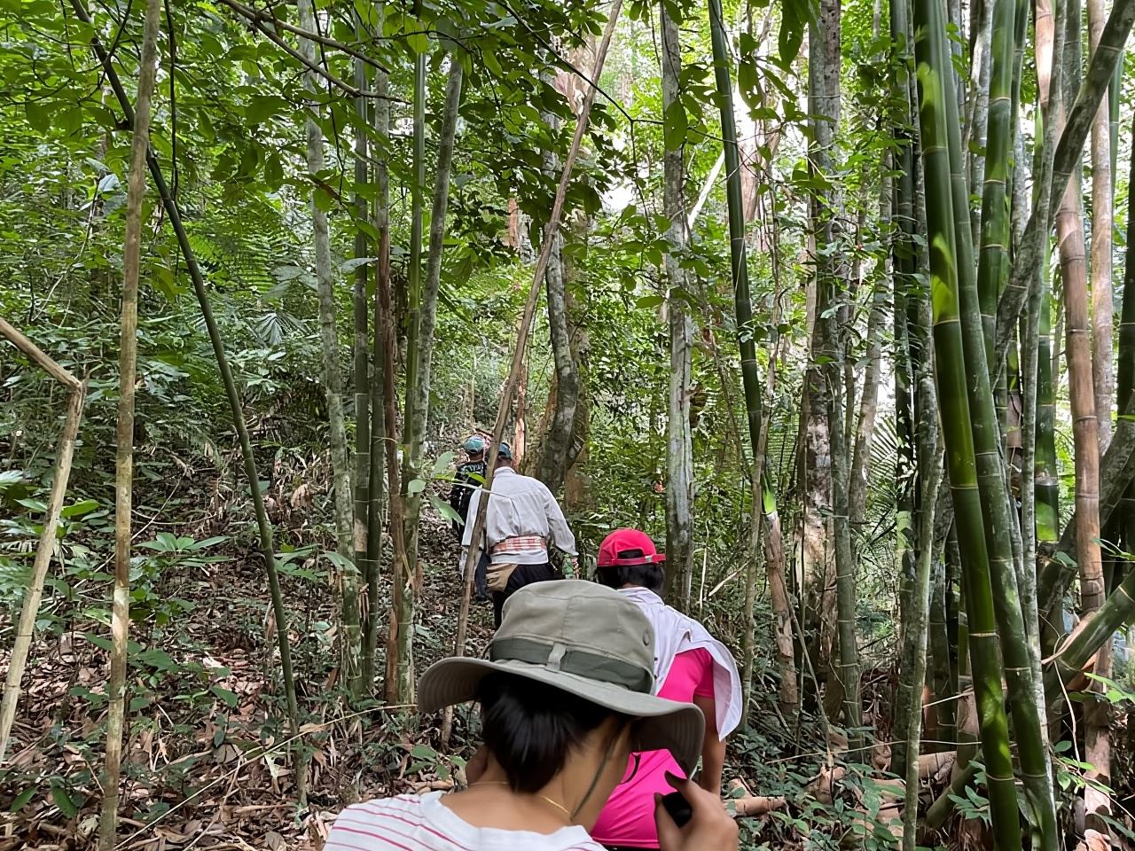 From Khao Sok: Half-Day Rainforest Trek with Local Guides