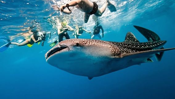 Philippines Cebu Oslob whale shark shared one-day tour | Sumilon Island + waterfall + Round-trip transfer