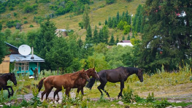 Almaty, Kazakhstan - Penterjemah profesional, pemandu pelancong untuk lawatan, penterjemah pameran, teman perniagaan, lawatan bebas dengan sambutan tempatan, perkhidmatan peribadi eksklusif