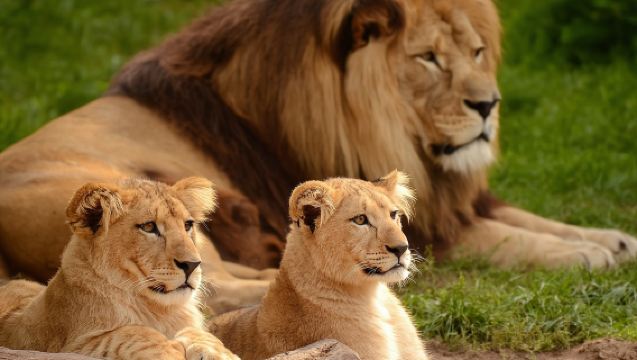 4WD車でのナイロビ国立公園半日観光ツアー