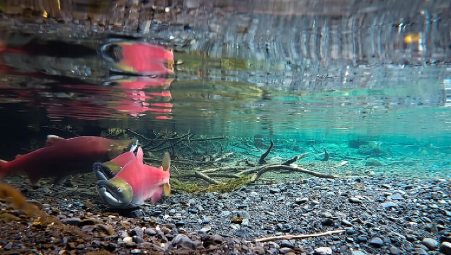 From Anchorage: Wilderness, Wildlife, & Glacier Experience