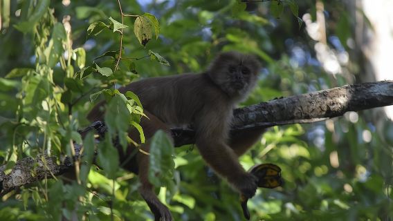 Monkey island and canopy bridge