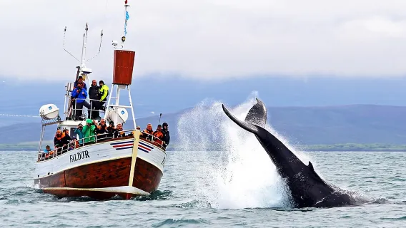 Traditional Whale Watching from Húsavík by Local Family Company