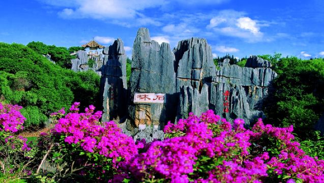 昆明石林風景區+斗南花市一日遊【獨立包車 三環內上門接駁】