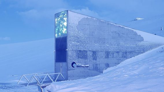 Лонгйир и Всемирное хранилище семян (пешком/автобус)