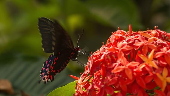 Lawatan Berpandu Rama-rama Sanctuary di Puerto Vallarta