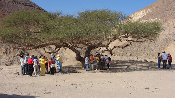 Morning buggy tour with camel ride in Marsa Alam