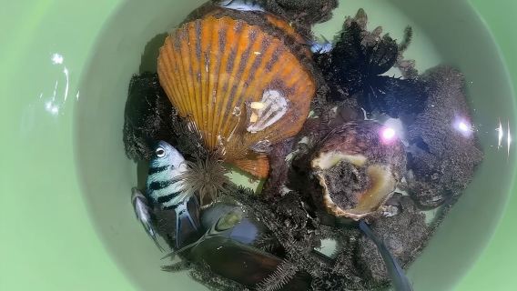 【三亞小東海趕海】三亞小東海趕海體驗/趕海線路指引/專業教練服務（提供一套趕海工具：趕海鞋/水桶/手套）