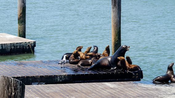 San Francisco bus tour with Bay cruise
