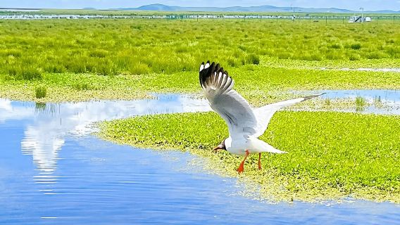 Lanzhou: Gannan- und Meiren-Grasland entdecken + Milarepa-Buddha-Pavillon + Spaziergang am Feenstrand + Individuelle Tour @