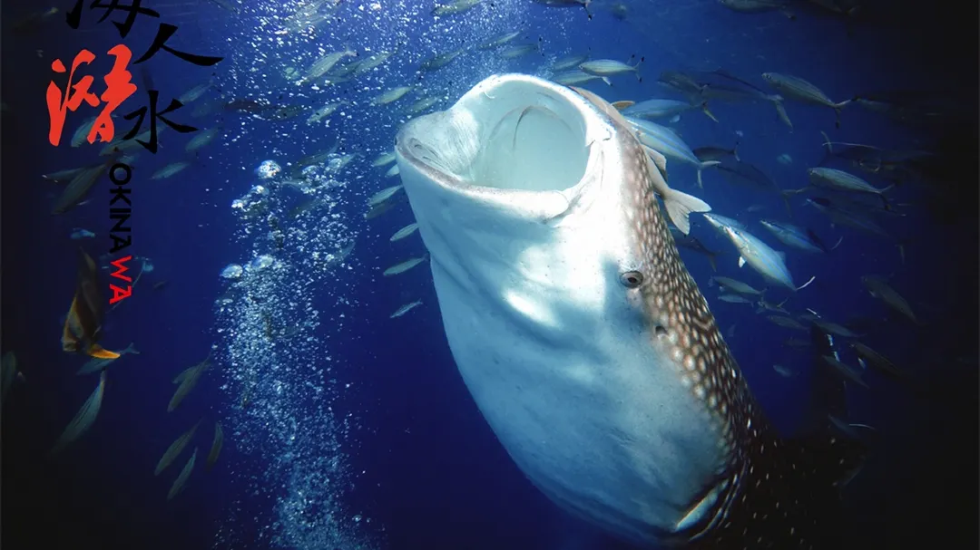 沖繩浮潛 | 日本沖繩持證潛水 | 鯨鯊共遊體驗