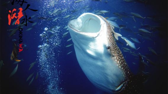 Plongée sous-marine certifiée d'1 heure à Okinawa, Japon - Nage avec les requins-baleines • Moniteur francophone • Photos sous-marines offertes • Transfert depuis Naha ou les hôtels de Chatan inclus