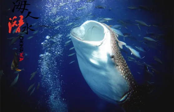 日本沖繩持證潛水水肺潛水1小時【巨物鯨鯊同游 全程中文教練 送水下照片 那霸市區-北谷酒店接送】