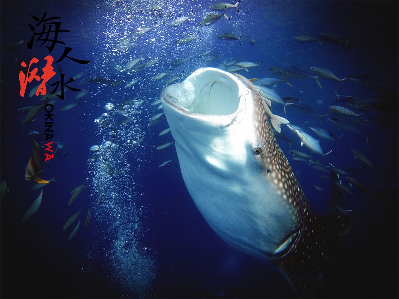 日本沖縄 ライセンス所持者向け スキューバダイビング1時間【ジンベエザメと泳ぐ 中国人インストラクター同行 水中写真プレゼント 那霸市内・北谷ホテル送迎】