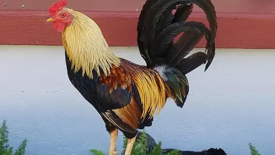 Historic Ybor City Food Walking Tour