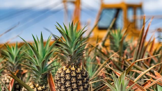 Maui Pineapple Farm Tour in Haliimaile