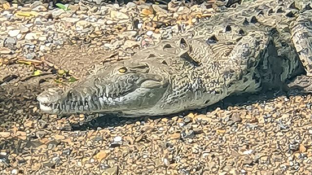 7 Hours Monkey Island and Nature Walk at Soberania National Park