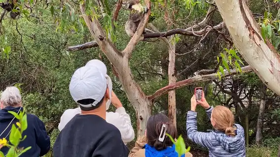 Great Ocean Road Small-Group Eco Tour from Melbourne