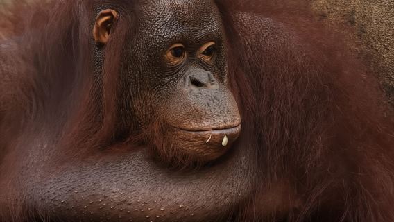 Bali Zoo: Guided Breakfast With Observing Orangutans