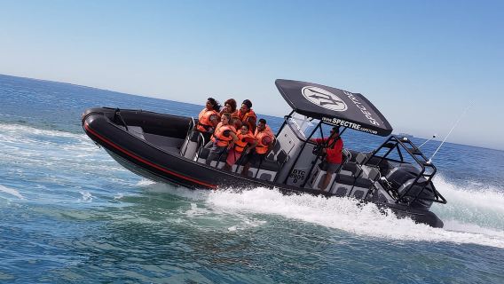 Cape Town Ocean Safari: Speed Boat Adventure in Table Bay