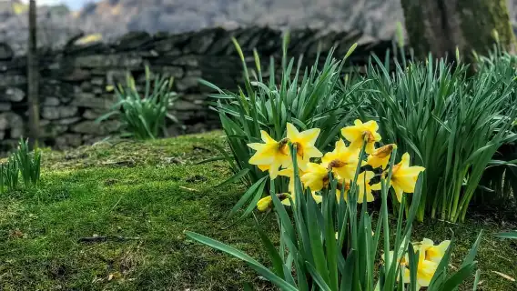 From Chester: Lake District Full-Day Guided Sightseeing Tour