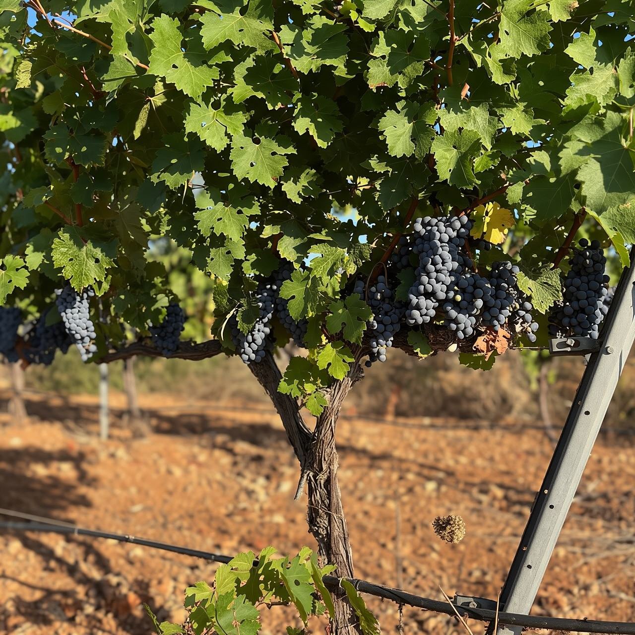 Mallorca: Premium Wine Experience, Tasting and Fine Foods