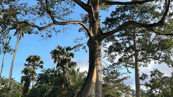 Accra: Tour phiêu lưu bằng xe bốn bánh, thác nước, ăn trưa và Aburi