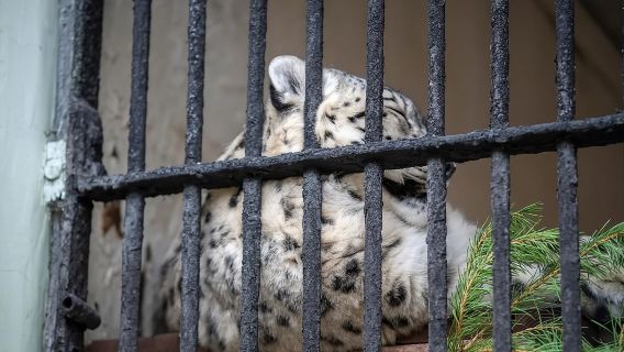 Lawatan sehari ke Zoo Leningrad + Kubu Peter dan Paul + Istana Musim Sejuk